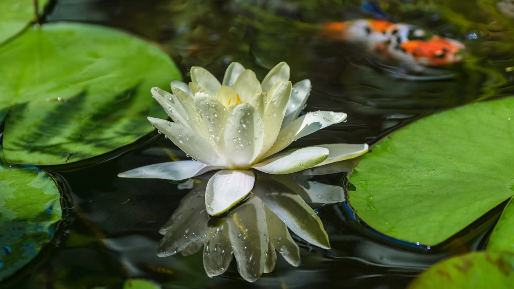 Weiße Seerose mit Wassertropfen auf einem Teich